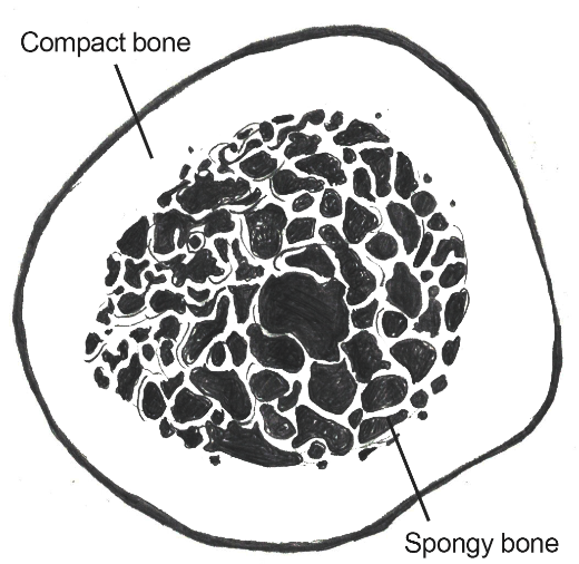 Cross section of human long bone with compact and spongy bone layers visible.