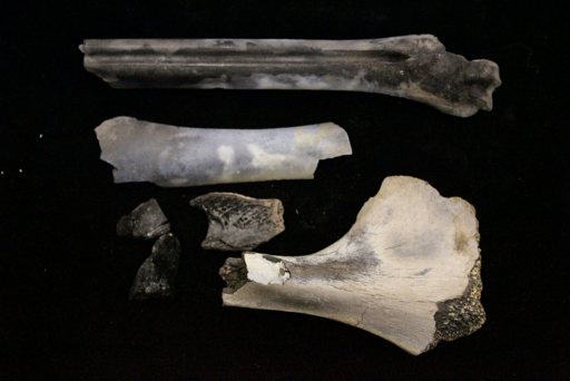 Images of burned bones at various stages