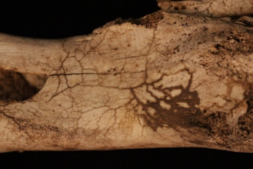 Image of root etching on bone
