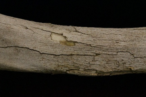 Image of weathering on bone.