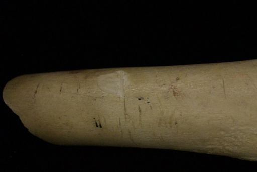 Images of cut marks on bone.
