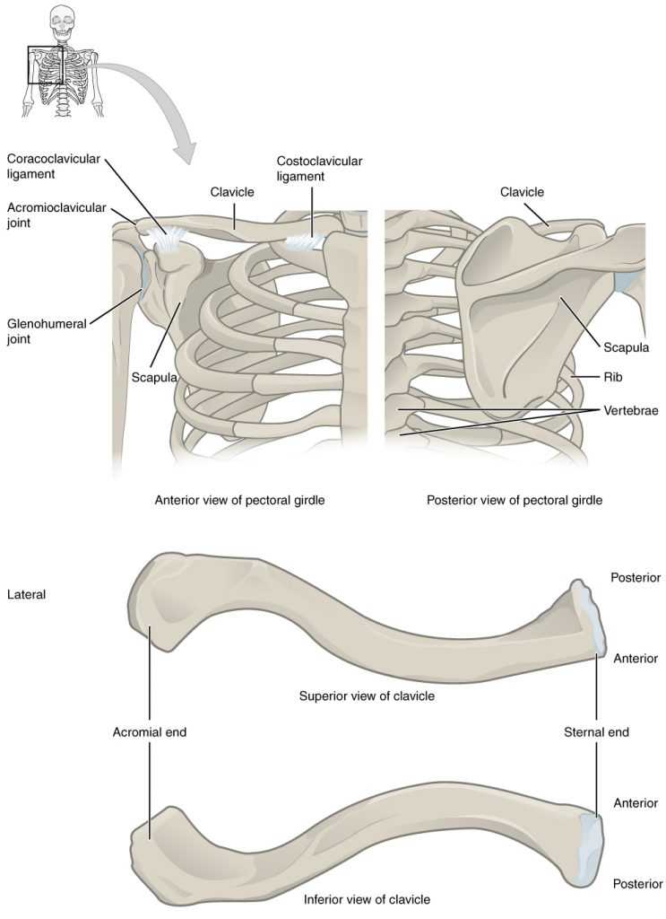 Figure 8.3 Pectoral Girdle The pectoral girdle consists of the clavicle and the scapula, which serve to attach the upper limb to the sternum of the axial skeleton.