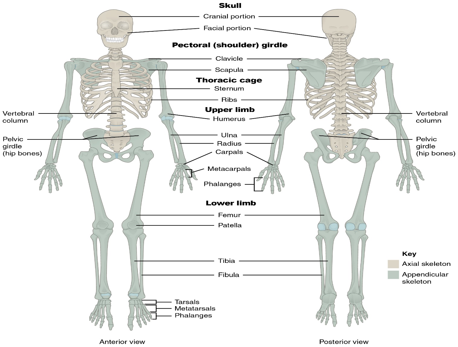 The axial skeleton consists of the skull, vertebral column, and the thoracic cage. The appendicular skeleton is made up of all bones of the upper and lower limbs.