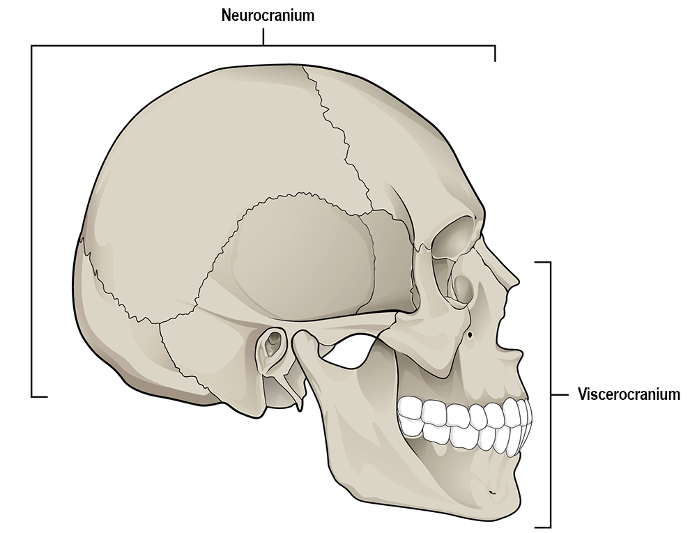 The skull consists of the cranium and the mandible. The cranium is further divided into the neurocranium and viscerocranium.