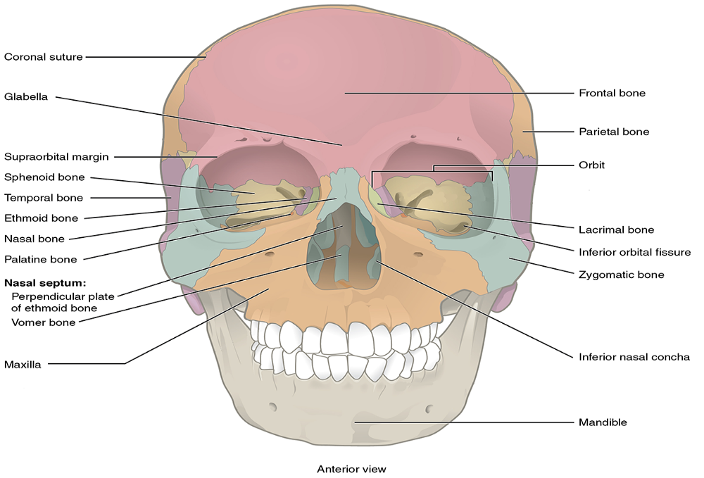 Anterior view of the skull.