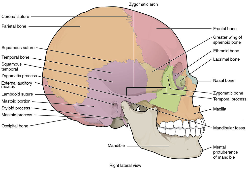 Lateral view of the skull.