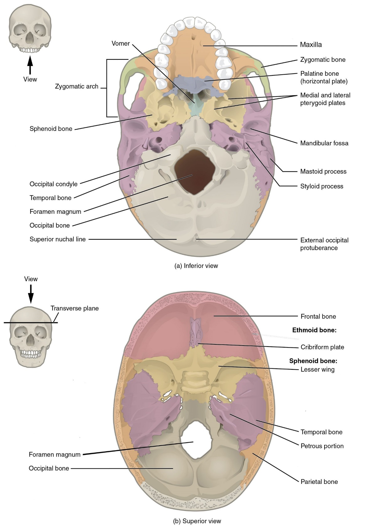 (a) The base of the cranium (b) The floor of the cranial cavity.