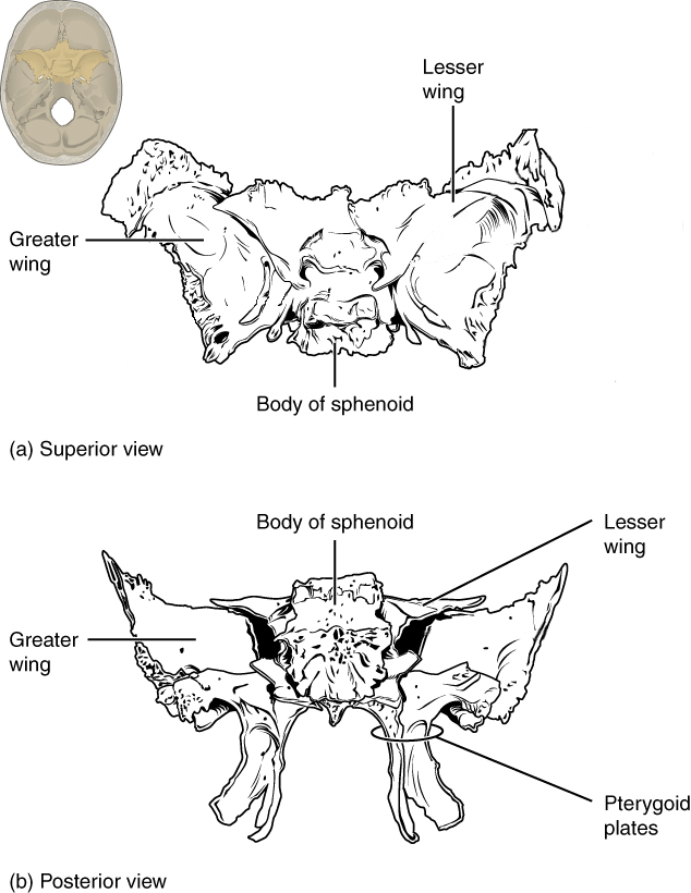 Shown in isolation in (a) superior and (b) posterior views, the sphenoid forms the central portion of the neurocranium. The sphenoid has multiple openings for the passage of nerves and blood vessels