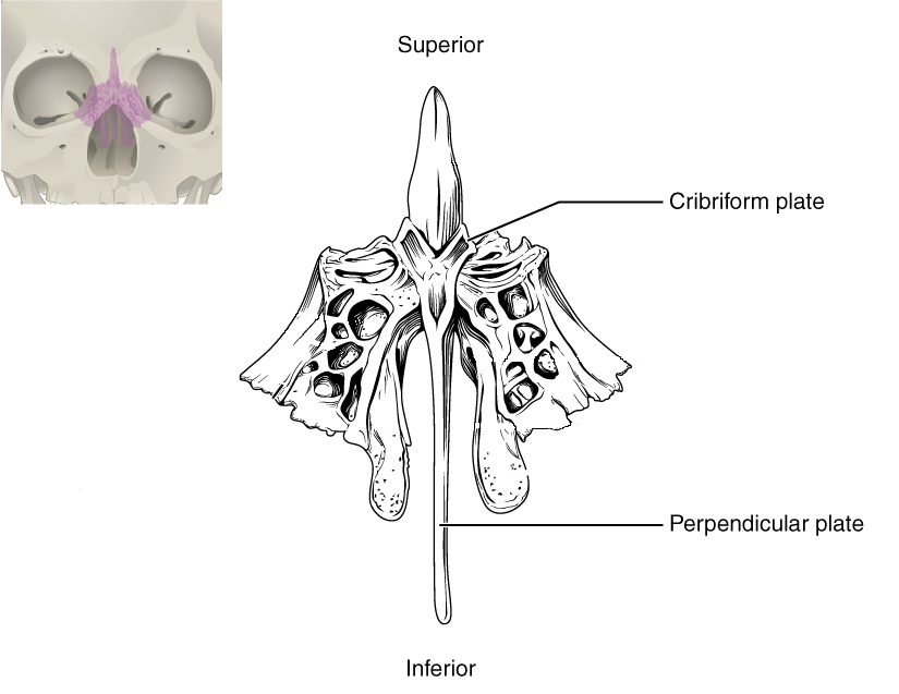 The unpaired ethmoid bone is located at the midline within the central skull. It forms the upper nasal septum and contains foramina to convey olfactory nerves.