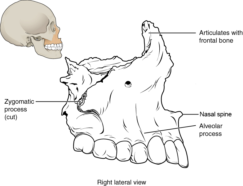 The maxilla forms the upper jaw and supports the upper teeth.