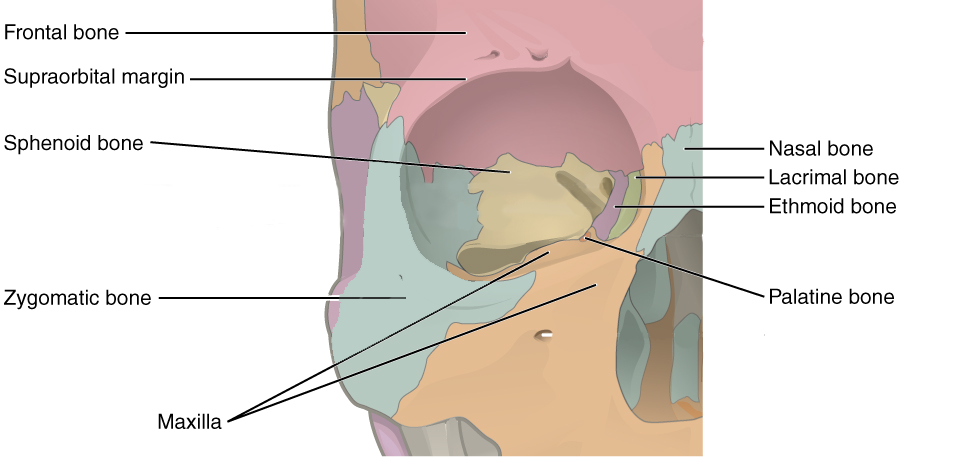Seven skull bones contribute to the walls of the orbit: frontal, zygomatic, maxilla, lacrimal, ethmoid, palatine, and sphenoid.