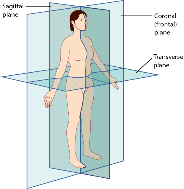 The three planes most commonly used in anatomical and medical imaging are the sagittal, frontal (or coronal), and transverse planes