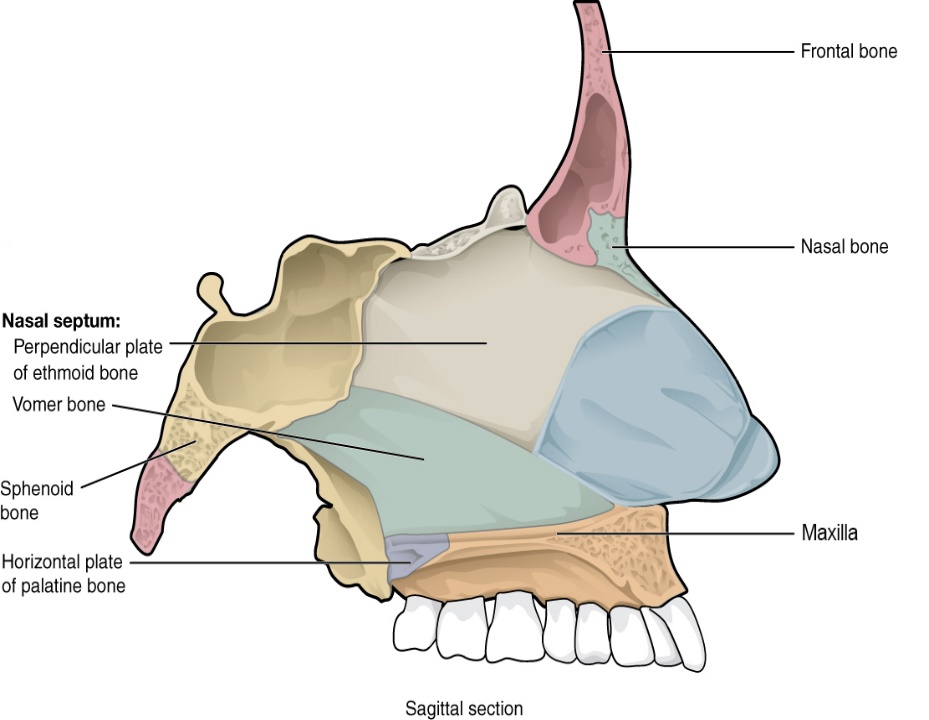 The nasal septum is formed by the perpendicular plate of the ethmoid bone and the vomer bone.