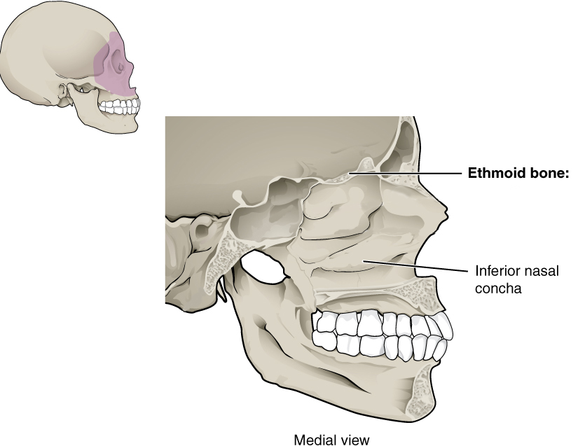 Inferior nasal concha scroll from the lateral wall of the nasal cavity.