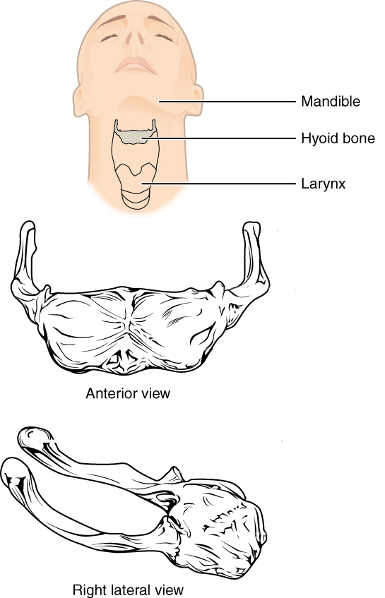 The hyoid bone is located in the upper neck and does not join with any other bone. It provides attachments for muscles that move the tongue, larynx, and pharynx.