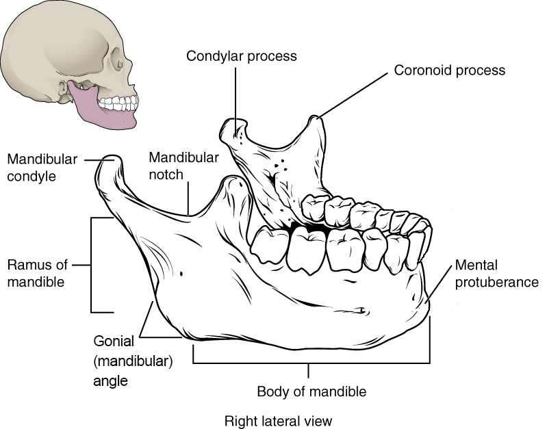 The mandible articulates with the temporal fossa to form the temporomandibular joint.