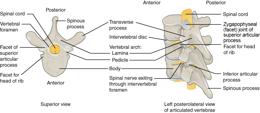 Superior, and Left posterolateral view of articulated vertebrae.