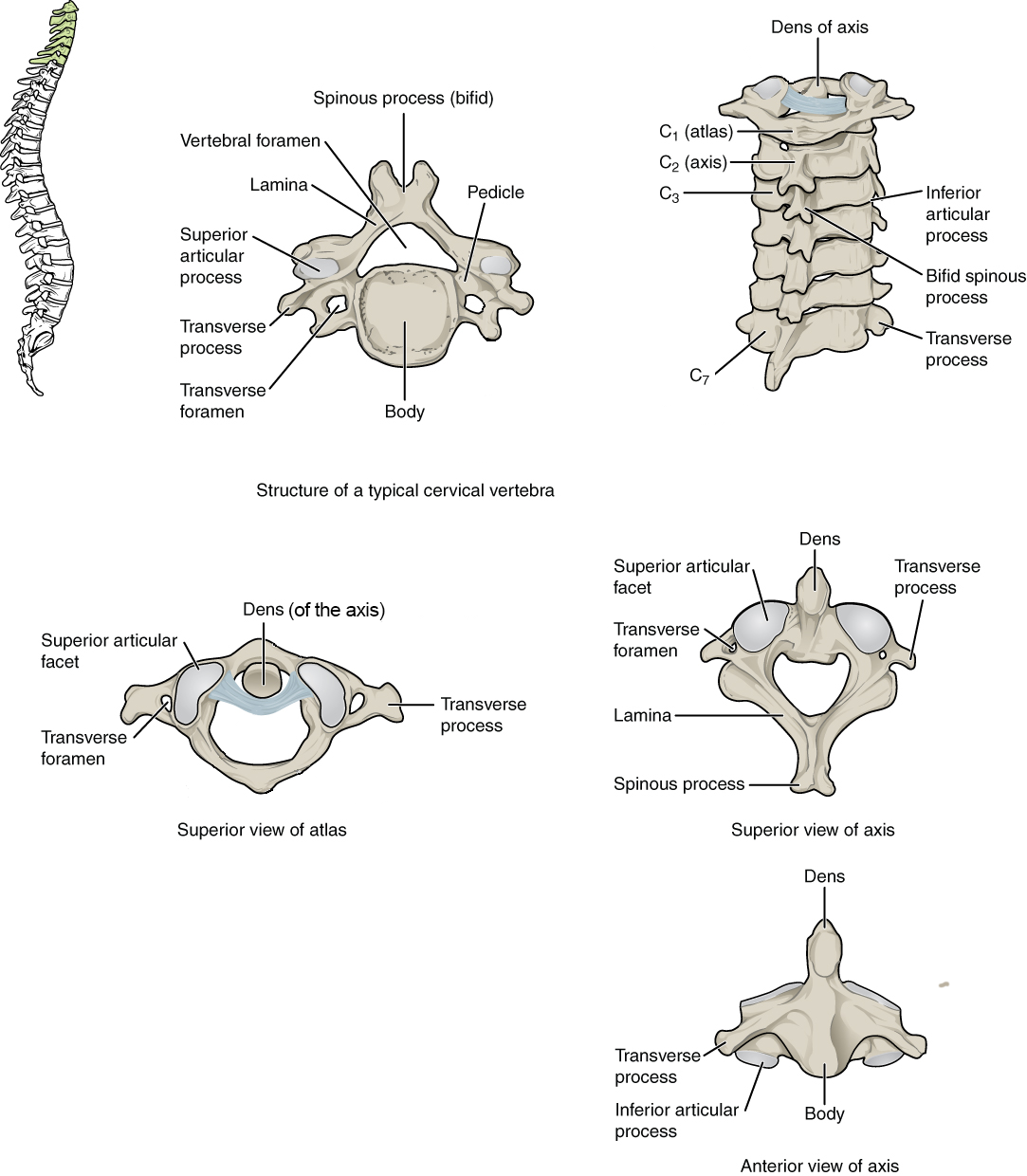 A typical cervical vertebra has a small body, a bifid spinous process, transverse processes that have a transverse foramen, and a triangular vertebral foramen. The atlas (C1 vertebra) does not have a body or spinous process. The axis (C2 vertebra) has the upward projecting dens, which articulates with the atlas.