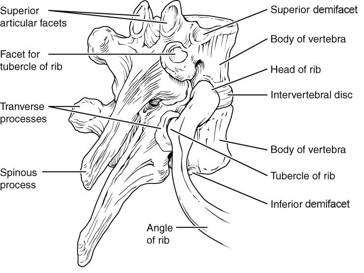 Thoracic vertebrae have superior and inferior articular facets on the vertebral body for articulation with the head of a rib, and a transverse process facet for articulation with the rib tubercle.
