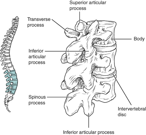 Lumbar vertebrae are characterized by having a large, thick body and a short, rounded spinous process