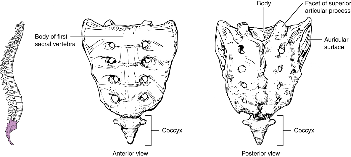 The sacrum is formed from the fusion of five sacral vertebrae, whose lines of fusion are indicated by the transverse ridges. The coccyx is formed by the fusion of three to four coccygeal vertebrae.