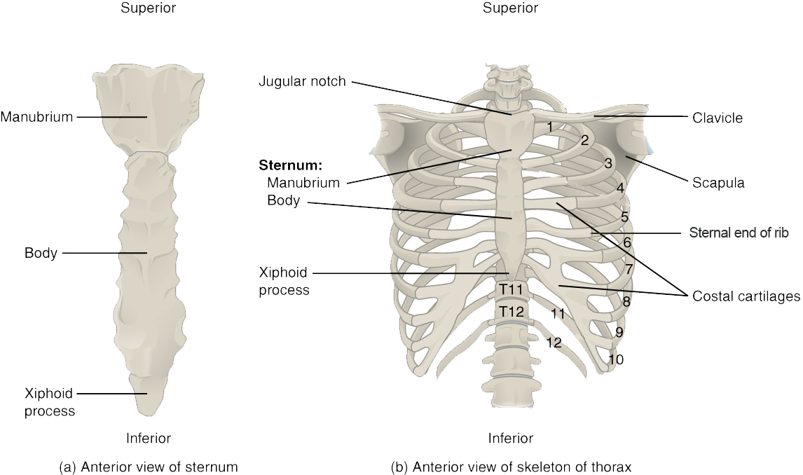 The thoracic cage is formed by the (a) sternum and (b) 12 pairs of ribs with their costal cartilages. The ribs are anchored posteriorly to the 12 thoracic vertebrae. The sternum consists of the manubrium, body, and xiphoid process. The ribs are classified as true ribs (1–7) and false ribs (8–12). The last two pairs of false ribs are also known as floating ribs (11–12).
