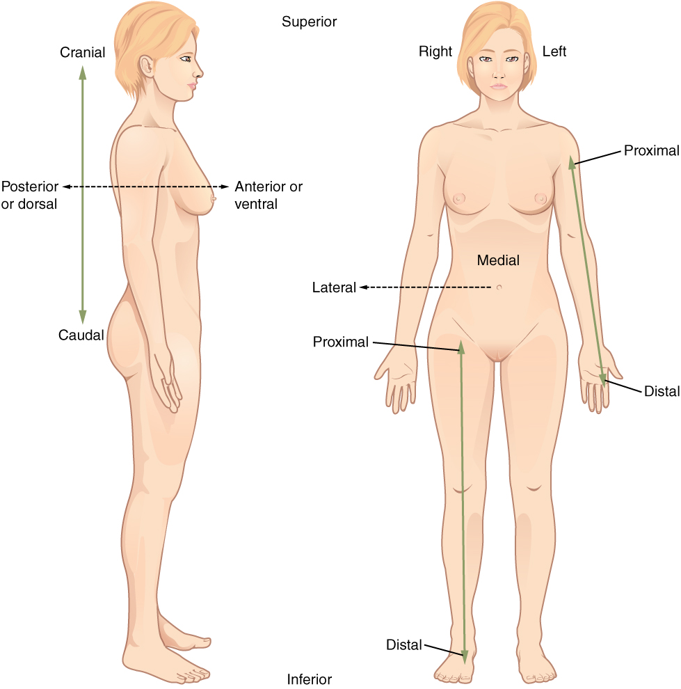 Paired directional terms are shown as applied to the human body.