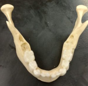 Lower dentition of a juvenile between 5-6 years of age.