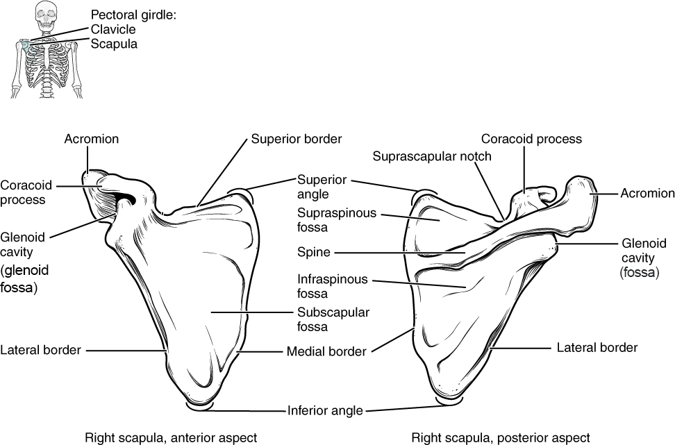 The scapula is shown from its anterior (deep) side and its posterior (superficial) side.