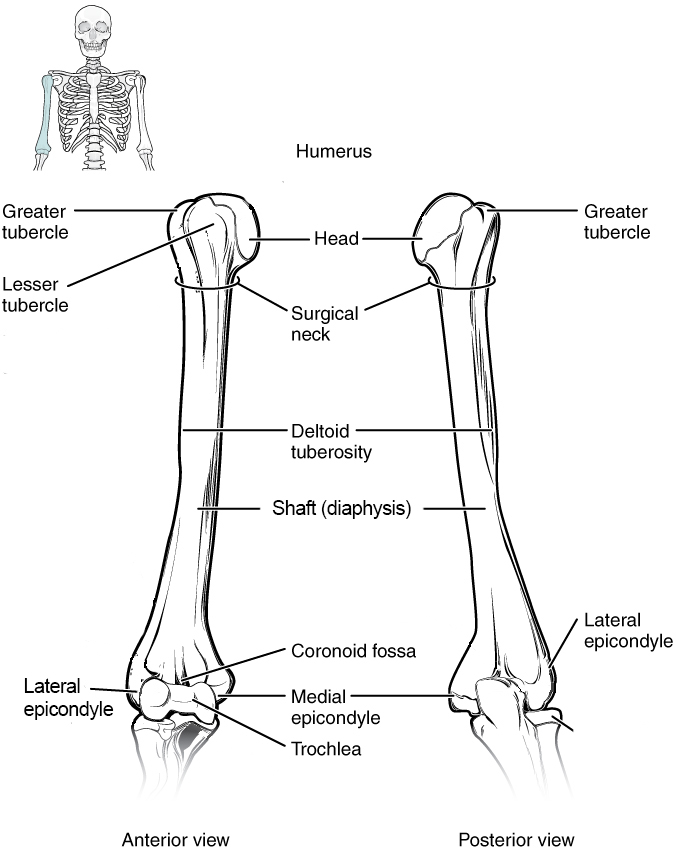 The humerus is the single bone of the upper arm region. It articulates with the radius and ulna bones of the forearm to form the elbow joint.
