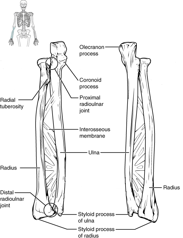 The ulna is located on the medial side of the forearm, and the radius is on the lateral side. These bones are attached to each other by an interosseous membrane.
