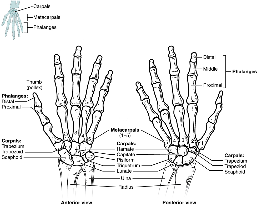 The eight carpal bones form the base of the hand. These are arranged into proximal and distal rows of four bones each. The five metacarpal bones form the palm of the hand. The thumb and fingers contain a total of 14 phalanges.