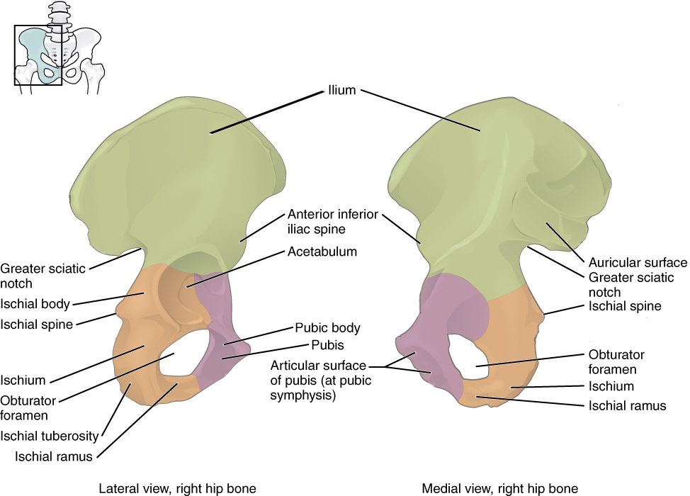 The os coxae consist of three bones that fuse during development. The ilium forms the large, fan-shaped superior portion, the ischium forms the posteroinferior portion, and the pubis forms the anteromedial portion.