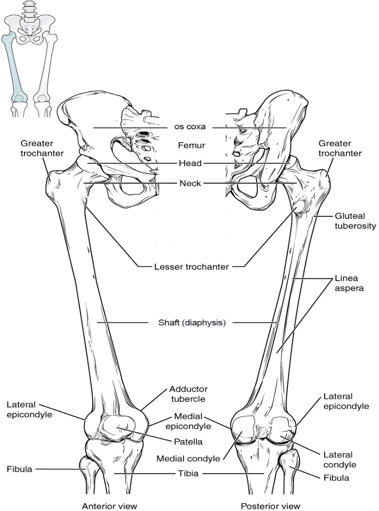 The femur is the bone of the thigh that articulates superiorly with the os coxa at the hip joint, and inferiorly with the tibia at the knee joint. The patella only articulates with the distal end of the femur.
