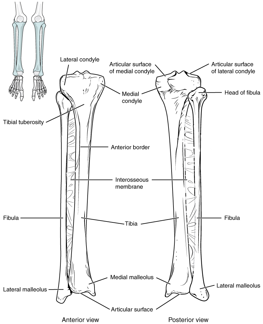 The tibia is the larger, weight-bearing bone located on the medial side of the leg. It is connected to the laterally-positioned fibula by an interosseous membrane.