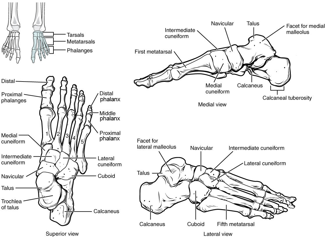 The bones of the foot are divided into three groups. The posterior foot is formed by the seven tarsal bones. The mid-foot has the five metatarsal bones. The toes contain 14 phalanges