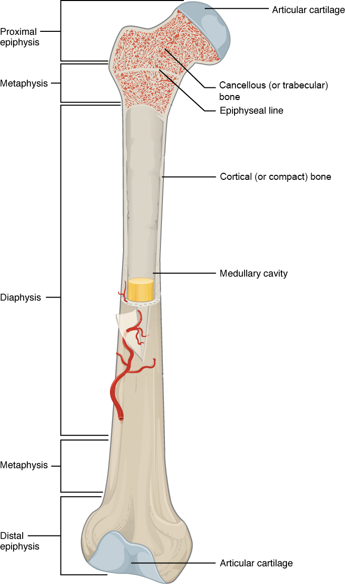 A typical long bone shows the gross anatomical characteristics of bone.