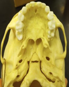 Upper dentition of a juvenile between 5-6 years of age.