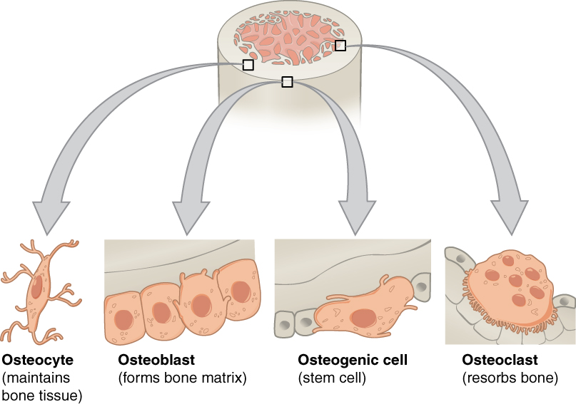 Four types of cells are found within bone tissue, osteocyte, osteoblast, osteogenic cell, ostoclast.