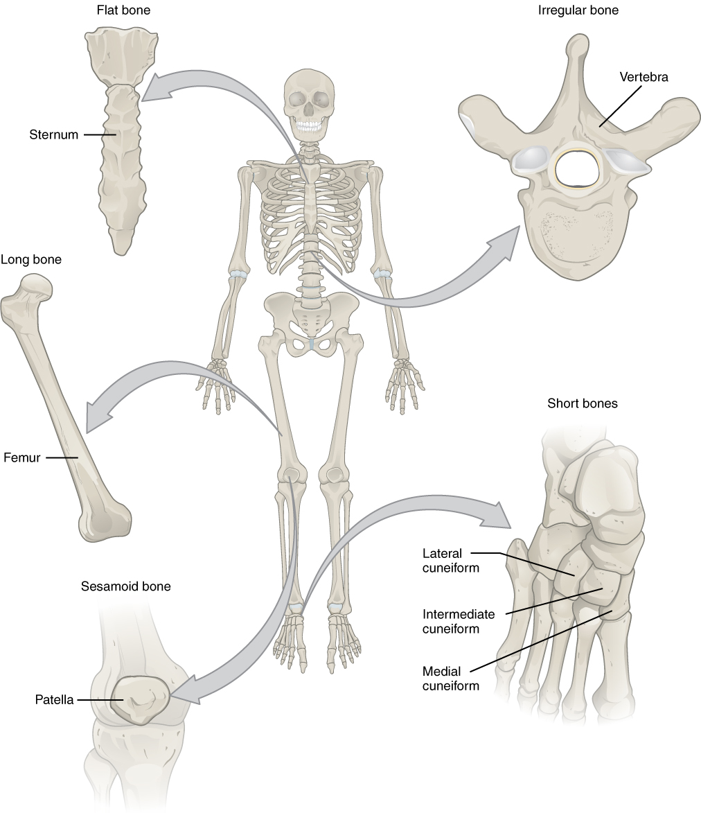 Bones are classified according to their shape and include long, short, flat, sesamoid, and irregular bones.