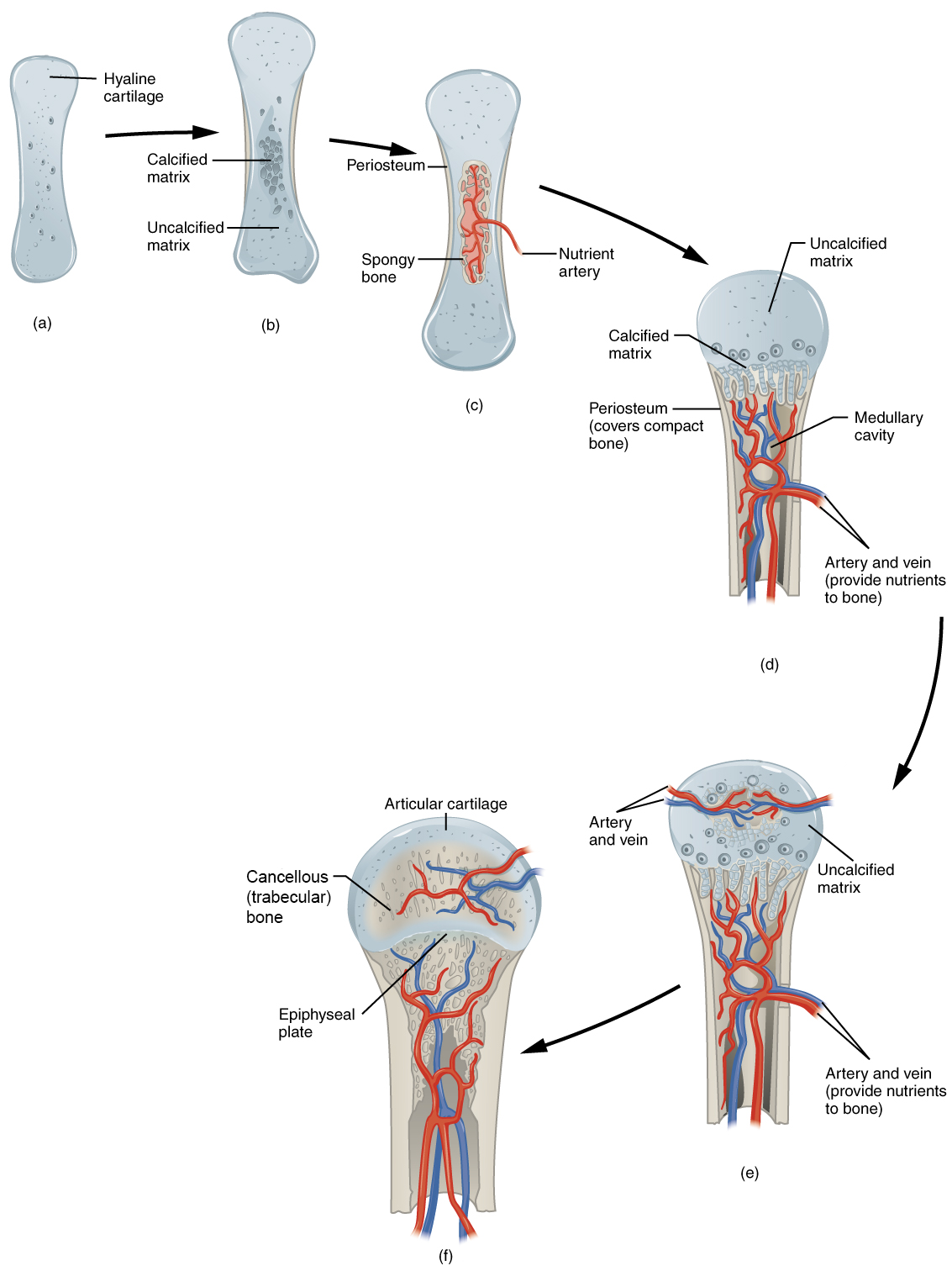 Endochondral ossification begins when mesenchymal cells differentiate into cartilage cells which lay down a cartilage model of the future bony skeleton. Cartilage is then replaced by bone, except at the (epiphyseal) growth plates (which fuse at the end of postnatal growth) and the hyaline (articular) cartilage on the joint surface.
