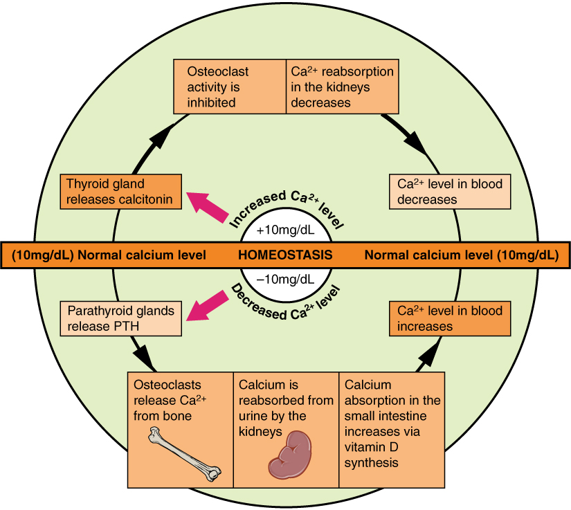 The body regulates calcium homeostasis with two pathways; one is signaled to turn on when blood calcium levels drop below normal and one is the pathway that is signaled to turn on when blood calcium levels are elevated.