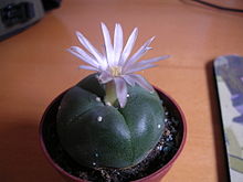 A flowering peyote, in cultivation.
