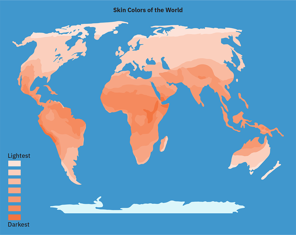 This map shows the predicted skin colors of people based on the levels of ultraviolet radiation in the areas where they live.