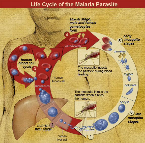 Poster of the life cycle of the malaria parasite.