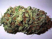 Cannabis bud, which is well-cured