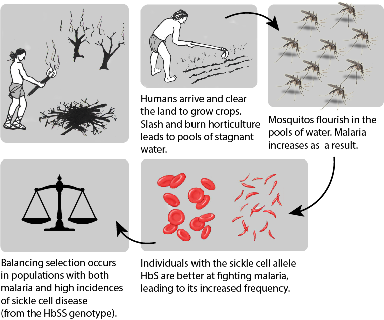 The effects of human horticultural activities on the balancing selection of populations in relation to sickle cell disease genotype variants.