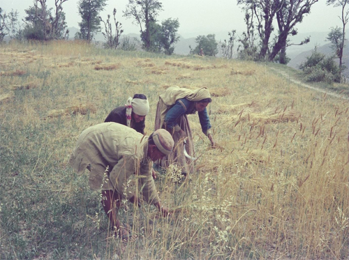 Three Gaddis threshing wheat, 1977. The one in the foreground is a sadhin.