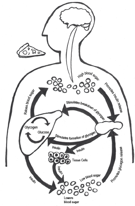 Chart displaying how the human body breaks down and uses glucose