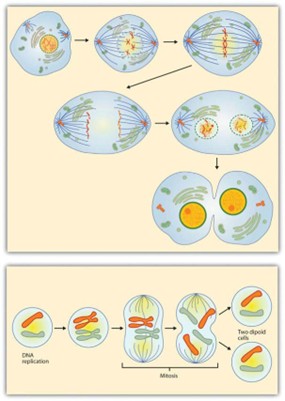Steps in Cell Reproduction